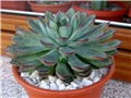 Echeveria colorata